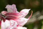 Pink azalea